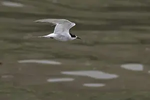 Bird In Flight Prints: Arctic tern (Sterna paradisaea)