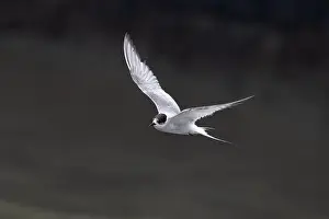 Bird In Flight Prints: Arctic tern (Sterna paradisaea)