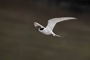 Bird In Flight Prints: Arctic tern (Sterna paradisaea)