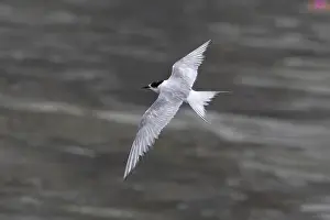 Bird In Flight Prints: Arctic tern (Sterna paradisaea)
