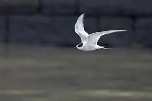 Bird In Flight Prints: Arctic tern (Sterna paradisaea)