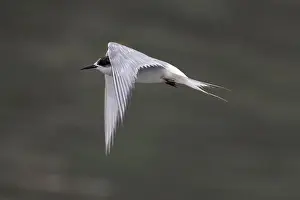 Bird In Flight Prints: Arctic tern (Sterna paradisaea)