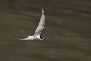 Bird In Flight Prints: Arctic tern (Sterna paradisaea)