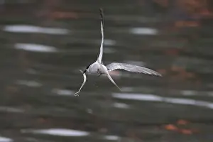 Bird In Flight Prints: Arctic tern (Sterna paradisaea)