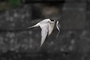 Bird In Flight Prints: Arctic tern (Sterna paradisaea)