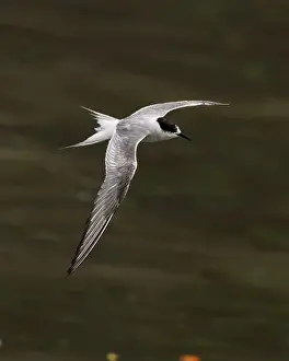Bird In Flight Prints: Arctic tern (Sterna paradisaea)