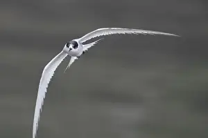 Bird In Flight Prints: Arctic tern (Sterna paradisaea)