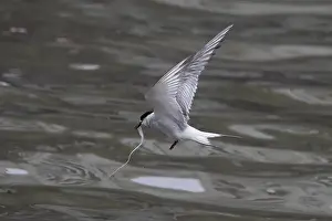 Bird In Flight Prints: Arctic tern (Sterna paradisaea)
