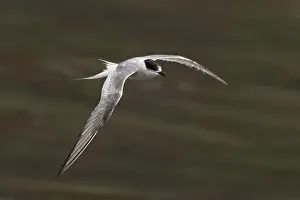 Bird In Flight Prints: Arctic tern (Sterna paradisaea)