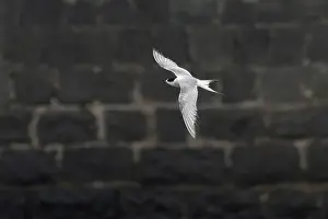 Bird In Flight Prints: Arctic tern (Sterna paradisaea)