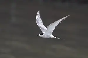 Bird In Flight Prints: Arctic tern (Sterna paradisaea)