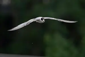 Bird In Flight Prints: Arctic tern (Sterna paradisaea)
