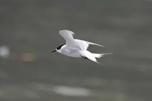 Bird In Flight Prints: Arctic tern (Sterna paradisaea)