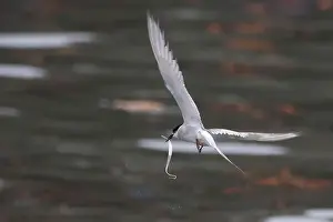 Bird In Flight Prints: Arctic tern (Sterna paradisaea)
