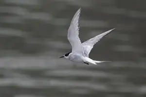 Bird In Flight Prints: Arctic tern (Sterna paradisaea)