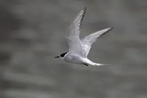 Bird In Flight Prints: Arctic tern (Sterna paradisaea)