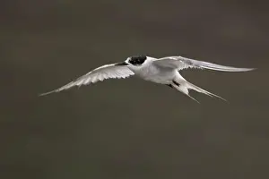 Bird In Flight Prints: Arctic tern (Sterna paradisaea)