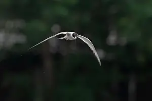 Bird In Flight Prints: Arctic tern (Sterna paradisaea)