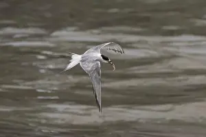 Bird In Flight Prints: Arctic tern (Sterna paradisaea)