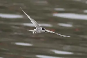 Bird In Flight Prints: Arctic tern (Sterna paradisaea)