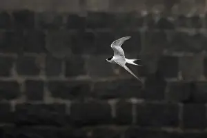 Bird In Flight Prints: Arctic tern (Sterna paradisaea)