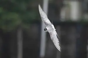 Bird In Flight Prints: Arctic tern (Sterna paradisaea)
