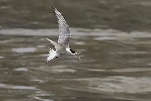 Bird In Flight Prints: Arctic tern (Sterna paradisaea)