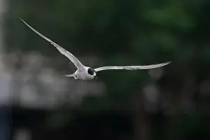 Bird In Flight Prints: Arctic tern (Sterna paradisaea)