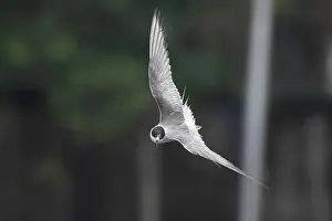 Bird In Flight Prints: Arctic tern (Sterna paradisaea)