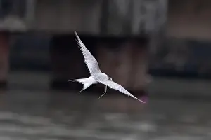 Bird In Flight Prints: Arctic tern (Sterna paradisaea)