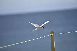 Arctic Tern Prints: Arctic Tern (Sterna paradisaea Coming in to Land with a Fish in its Beak)