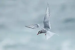 Orkney Prints: Arctic Tern (Sterna paradisaea) in flight, Orkney, Scotland