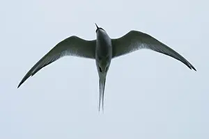 Orkney Prints: Arctic Tern (Sterna paradisaea) in flight, Orkney, Scotland