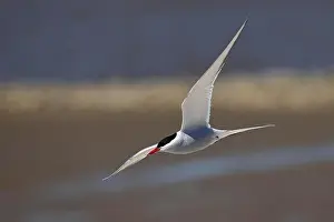 Coastal Area Prints: Arctic tern (Sterna paradisaea) in flight