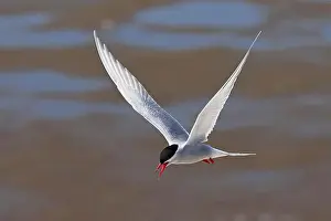 Coastal Area Prints: Arctic tern (Sterna paradisaea) in flight