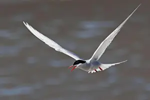 Coastal Area Prints: Arctic tern (Sterna paradisaea) in flight