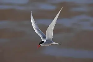 Coastal Area Prints: Arctic tern (Sterna paradisaea) in flight