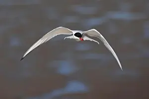 Coastal Area Prints: Arctic tern (Sterna paradisaea) in flight