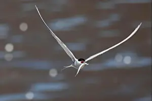 Coastal Area Prints: Arctic tern (Sterna paradisaea) in flight with fish in its beak