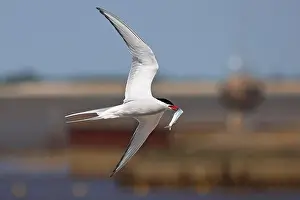 Coastal Area Prints: Arctic tern (Sterna paradisaea) in flight with fish in its beak