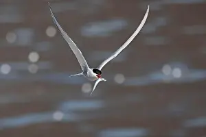 Coastal Area Prints: Arctic tern (Sterna paradisaea) in flight with fish in its beak