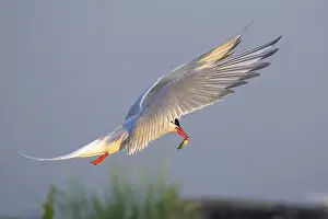 Schleswig Holstein Prints: An Arctic tern (Sterna paradisaea) in flight holding a small fish in its beak