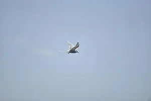 Arctic Tern Prints: Arctic Tern (Sterna paradisaea) Flying Left to Right against a Blue Sky with Light Cloud Over the Sea