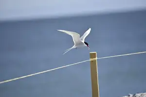 Arctic Tern Prints: Arctic Tern (Sterna paradisaea) Hovering above a Wooden Post with a Fish in its Beak