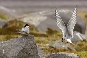 Arctic tern (Sterna paradisaea), Iceland, Europe
