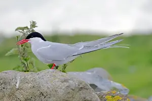 Arctic Tern Prints: An Arctic Tern (Sterna paradisaea) on Inner Farne, Northumberland