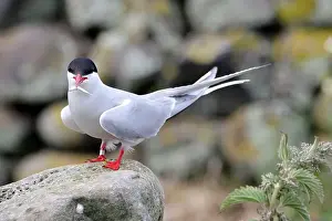 Arctic Tern Prints: An Arctic Tern (Sterna paradisaea) on Inner Farne, Northumberland