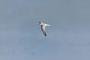 Arctic Tern Prints: Arctic tern Sterna paradisaea, juvenile flying