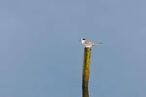 Arctic Tern Prints: Arctic tern Sterna paradisaea, juvenile perched on post