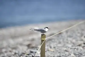 Arctic Tern Prints: Arctic Tern (Sterna paradisaea) Perched in Right-Profile on Top of a Wooden Post on a Pebble Beach on a Sunny Day